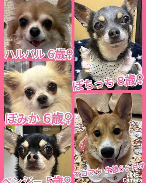 🐾今日の里親様募集中ワンコ🐶メンバーです🐾2023,7,16【保護犬カフェ天神橋店】